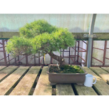 Japanese white pine for sale  LEEDS