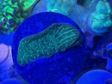 Green plating montipora for sale  LONDON