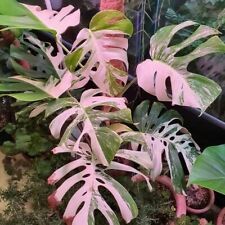 Sale1671 monsteraplants monste gebraucht kaufen  Deutschland