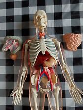 Vintage medical skeleton for sale  GLASGOW