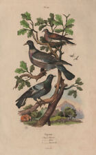 Common wood pigeon. d'occasion  Expédié en Belgium