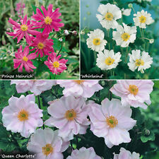 Hardy japanese anemone for sale  PETERBOROUGH