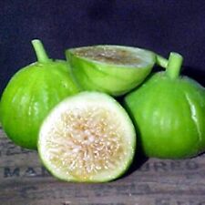 White marseille fig for sale  Fresno