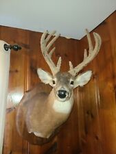 White tail deer for sale  Olive Branch