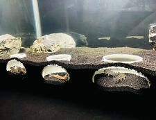 Bottom dweller aquarium for sale  Harrisburg