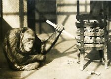 Monkey ourang stoking d'occasion  Expédié en Belgium