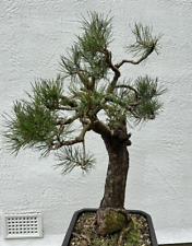 Bonsai tree scotts for sale  ILKLEY