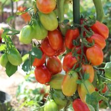 Tomatensamen scatolone pflanze gebraucht kaufen  Sinsheim