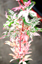 Acer palmatum beni for sale  Newport