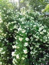 White flowering english for sale  Winnsboro