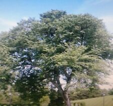 American elm tree for sale  Magnolia
