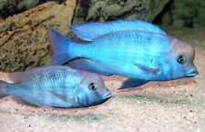 Haplochromis moorii 1.75 for sale  Miami