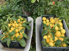 LIMONI Di Sicilia Bio  Zagara Bianca 🍋10-11 kg circa NON TRATTATI. Prod.propria na sprzedaż  Wysyłka do Poland