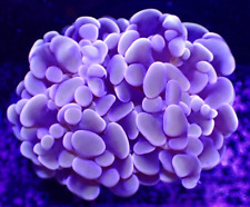 Pink hammer coral for sale  LONDON