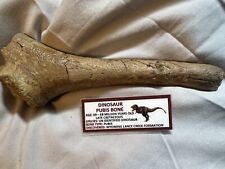 Dinosaur fossil pubis for sale  Baldwin