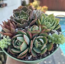 succulent potted 12 for sale  Covina