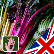 Pack organic chard for sale  CHELMSFORD
