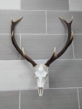Red deer stag for sale  Fort Collins