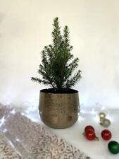 Christmas pine tree for sale  BANBURY
