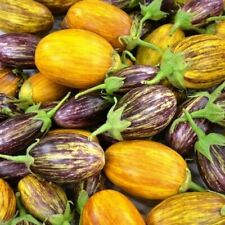 Indian heirloom eggplant usato  Roma