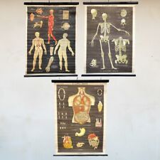Tavole anatomiche poster usato  Brescia