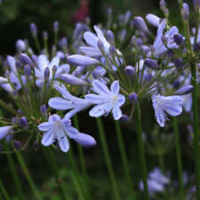 African blue lily for sale  ROMSEY