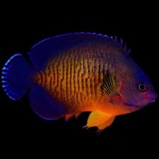 coral beauty angelfish for sale  Dade City