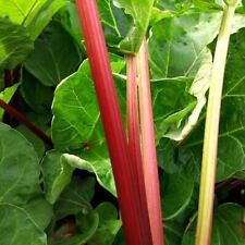 Rhubarb champagne industry for sale  Shipping to Ireland