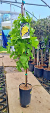 Vitus vinifera superior for sale  WELSHPOOL