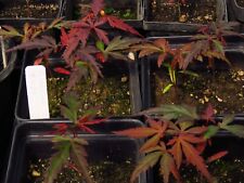 Acer palmatum bloodgood for sale  Rochester