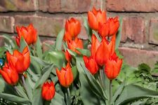 Red dwarf tulip for sale  CRAWLEY