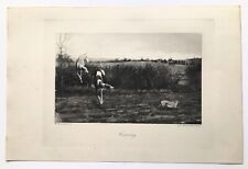 Hare coursing greyhounds for sale  NORWICH