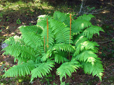 Cinnamon fern rhizome for sale  Mcminnville