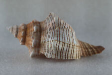 Used, Seashell. Pleuroploca trapezium. 140mm. for sale  Shipping to South Africa