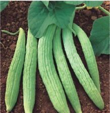 Armenian cucumber seeds for sale  Shipping to Ireland