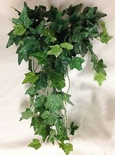 Thick green ivy for sale  Commerce City