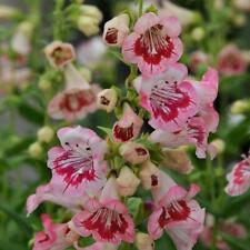 Penstemon harlequin pink for sale  Shipping to Ireland