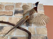 Ringneck pheasant wall for sale  Ashland