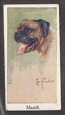 1924 UK Leo Chambers Dog Art Moustafa Cigarette Card ENGLISH MASTIFF BULLMASTIFF for sale  Shipping to United Kingdom