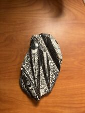Orthoceras cephalopods fossil for sale  Lutz