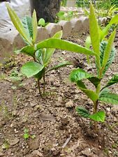 Loquat plants one for sale  Anaheim