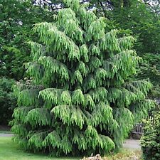 Himalayan spruce tree for sale  Lincolnton