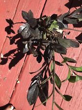 Raven plant black for sale  Berne