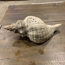 sea shells large nice for sale  Mechanicsburg