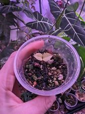 Variegated plant baby for sale  Clatskanie