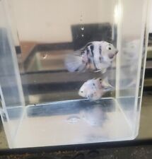 Breeding pair calico for sale  Green Bay