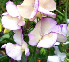 Sweet pea high for sale  Sevierville