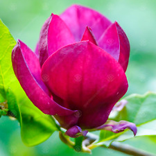 Magnolia genie purple for sale  UK
