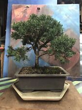 Árbol bonsái enebro aprox 30 años formal Shohin vertical segunda mano  Embacar hacia Argentina