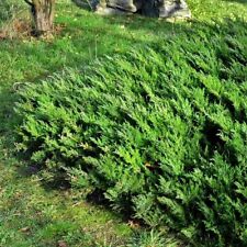 Parsoni juniper extra for sale  USA